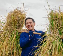 เพชรบูรณ์ “ฮ่วมแฮง ฮ่วมใจ” สืบสานประเพณีเกี่ยวข้าวบูชาพระแม่โพสพ ปี 2567